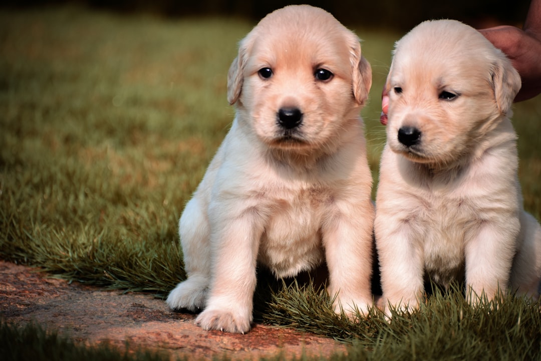 Photo Golden retriever